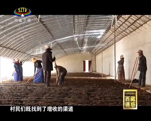 《西藏诱惑》大棚助力致富梦