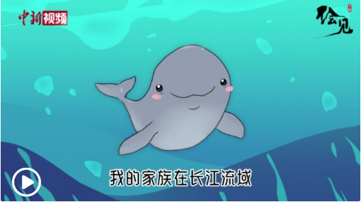 视频:我叫江豚 长江的江……来源:中国新闻网