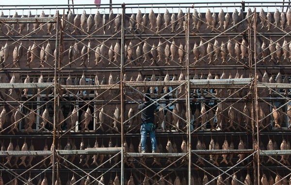 5万条鱼挂上墙 5万条鱼挂上墙