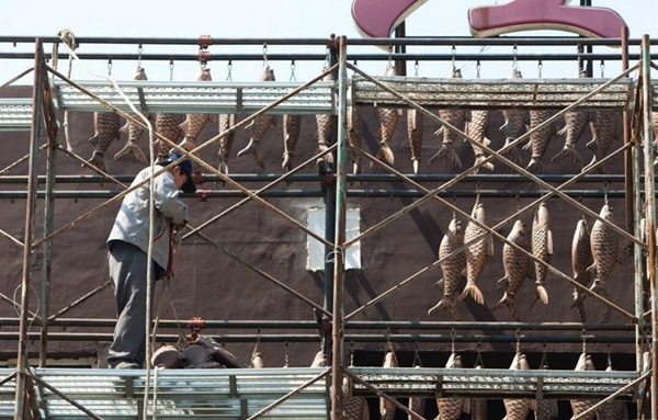 5万条鱼挂上墙 5万条鱼挂上墙