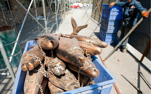 5万条鱼挂上墙 5万条鱼挂上墙