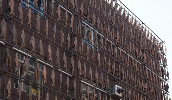 5万条鱼挂上墙 5万条鱼挂上墙