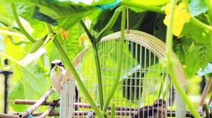 成鸟捉虫隔笼喂幼鸟。 成鸟捉虫隔笼喂幼鸟。