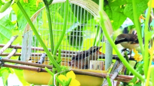 成鸟捉虫隔笼喂幼鸟。 成鸟捉虫隔笼喂幼鸟。