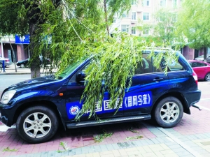 郭先生的车被树砸坏 郭先生的车被树砸坏