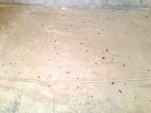 蝙蝠粪便 蝙蝠粪便