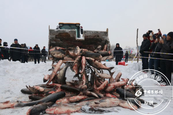 2017年长春石头口门水库冬捕开网 2017年长春石头口门水库冬捕开网