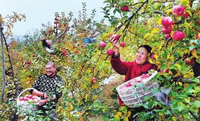 金秋时节 硕果飘香