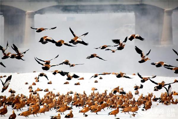 水质不断改善 野鸭子回来了 水质不断改善 野鸭子回来了