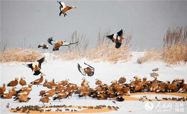 水质不断改善 野鸭子回来了 水质不断改善 野鸭子回来了