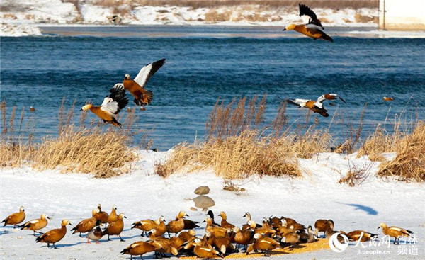 水质不断改善 野鸭子回来了 水质不断改善 野鸭子回来了