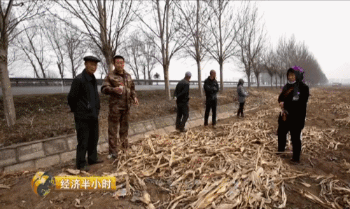 吉林省种粮大户开种“天价玉米” 卖价是普通的20倍 吉林省种粮大户开种“天价玉米” 卖价是普通的20倍