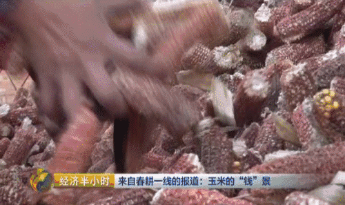 吉林省种粮大户开种“天价玉米” 卖价是普通的20倍 吉林省种粮大户开种“天价玉米” 卖价是普通的20倍