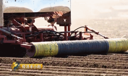 吉林省种粮大户开种“天价玉米” 卖价是普通的20倍 吉林省种粮大户开种“天价玉米” 卖价是普通的20倍