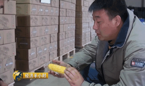 吉林省种粮大户开种“天价玉米” 卖价是普通的20倍 吉林省种粮大户开种“天价玉米” 卖价是普通的20倍