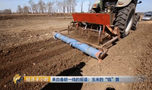 吉林省种粮大户开种“天价玉米” 卖价是普通的20倍 吉林省种粮大户开种“天价玉米” 卖价是普通的20倍