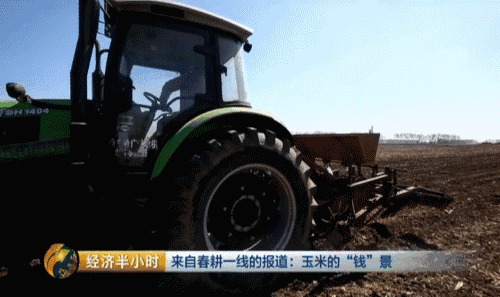 吉林省种粮大户开种“天价玉米” 卖价是普通的20倍 吉林省种粮大户开种“天价玉米” 卖价是普通的20倍