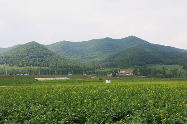 长春双阳肚带河花海