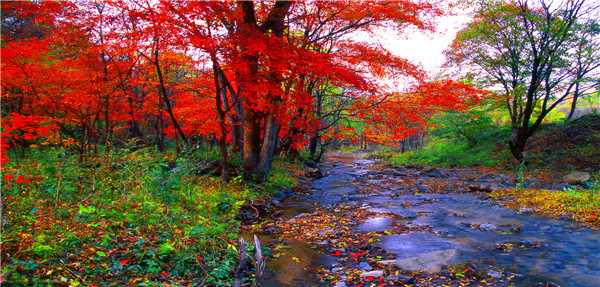 1.蛟河红叶谷.jpg 1.蛟河红叶谷.jpg