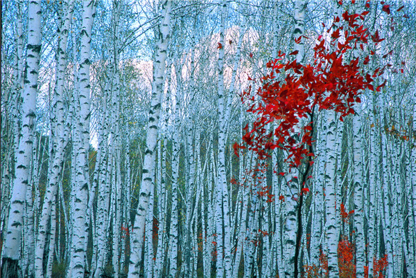 1.秋之白桦.jpg 1.秋之白桦.jpg