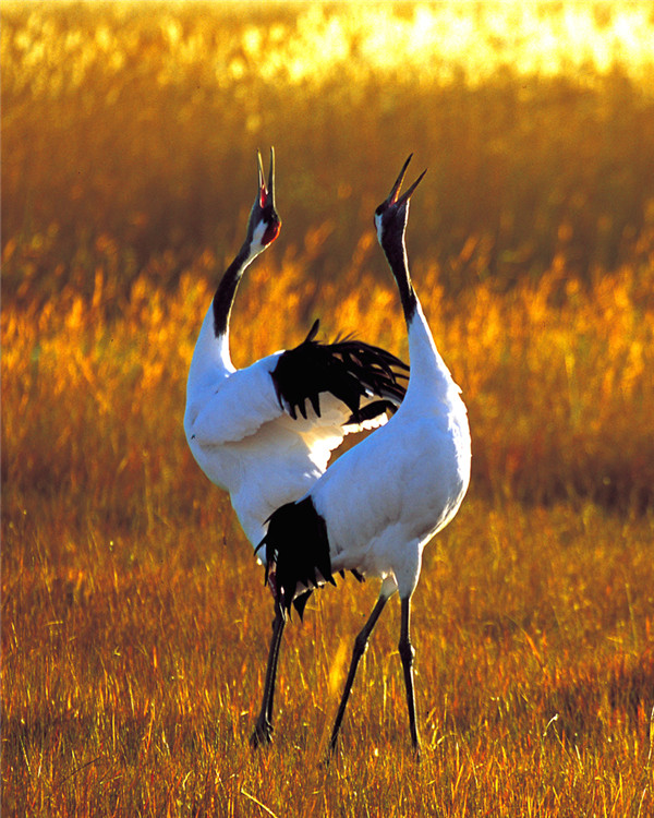 3.通榆向海-2.jpg 3.通榆向海-2.jpg