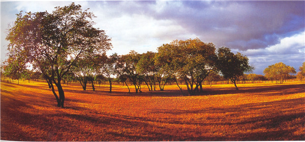 3.通榆向海黃榆林.jpg 3.通榆向海黃榆林.jpg