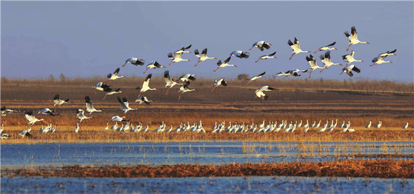 3.通榆向海湿地.jpg 3.通榆向海湿地.jpg