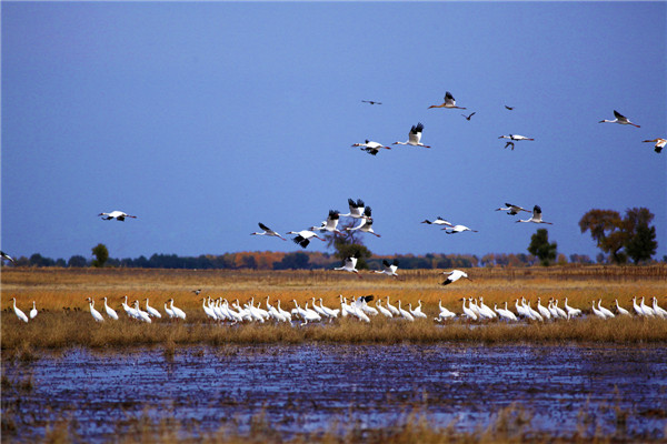 3.镇赉莫莫格 潘盛昱 .jpg 3.镇赉莫莫格 潘盛昱 .jpg