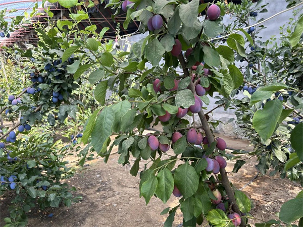 code_ynrb79d870da-1f04-4758-a5c4-20a80e43172e.jpg code_ynrb79d870da-1f04-4758-a5c4-20a80e43172e.jpg