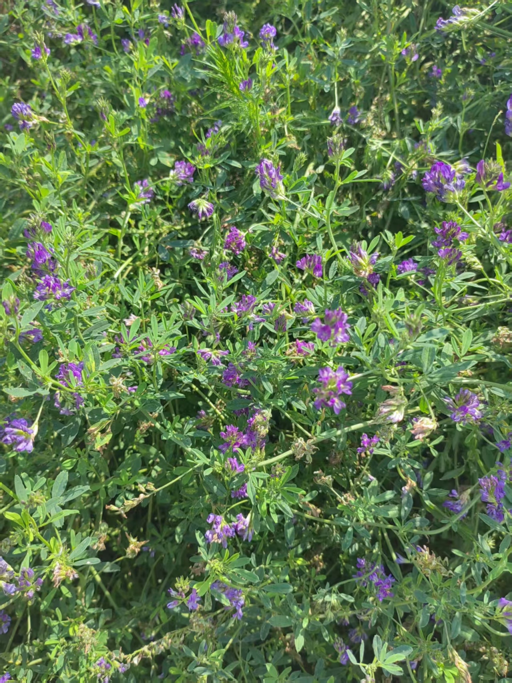 1754467582560_PE4AEB_1754467726149.jpg 1754467582560_PE4AEB_1754467726149.jpg