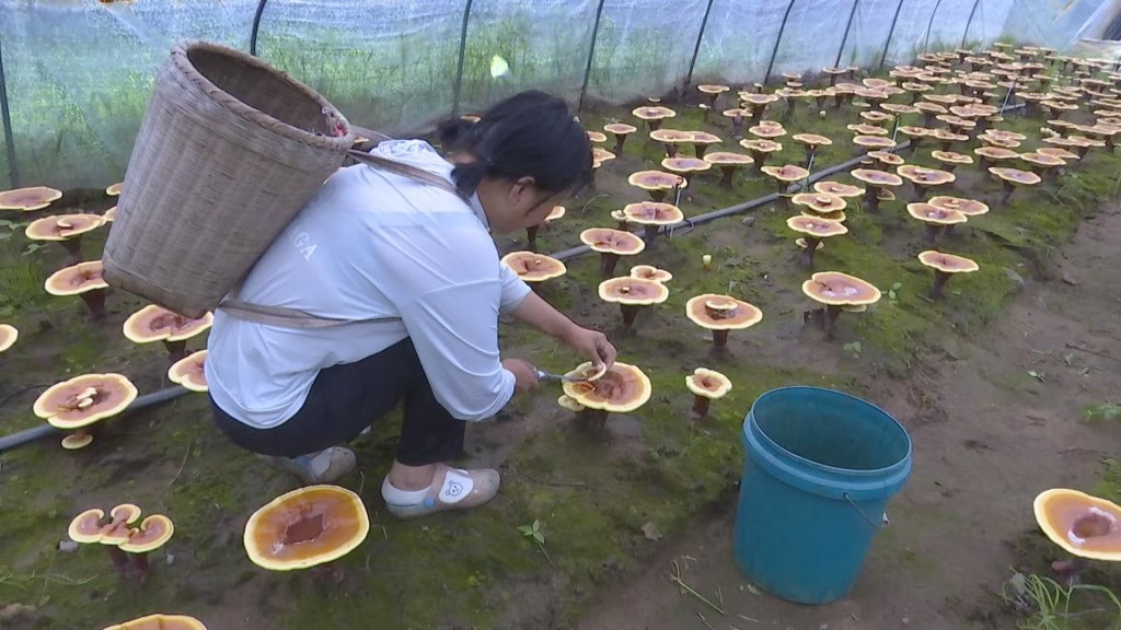 1754467590313_HyBwGK_1754467726158.jpg 1754467590313_HyBwGK_1754467726158.jpg