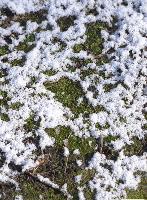 雪化了.png 雪化了.png