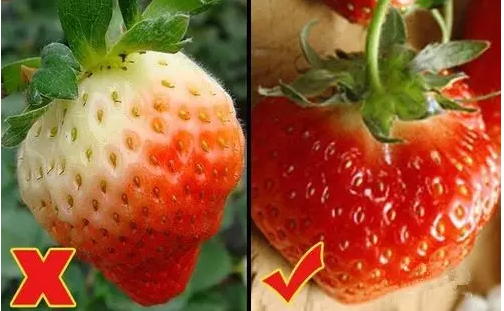 看果蒂.png 看果蒂.png