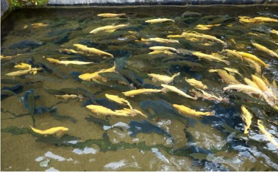 冷水鱼.png 冷水鱼.png