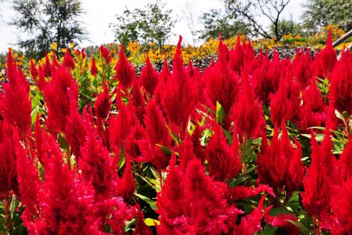 图片1.jpg 图片1.jpg