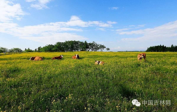 白山长白高山草原露营节 白山长白高山草原露营节