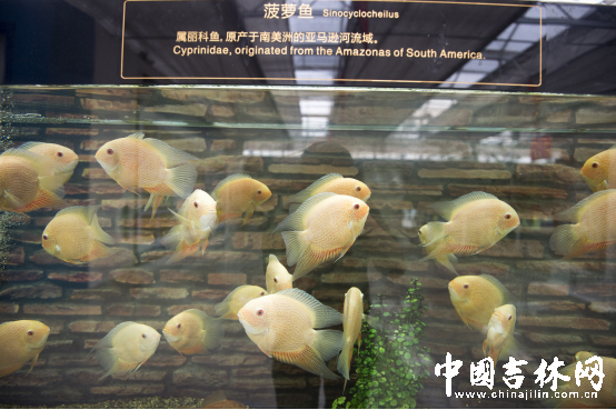 第15届长春农博会8月12日至21日举行 第15届长春农博会8月12日至21日举行