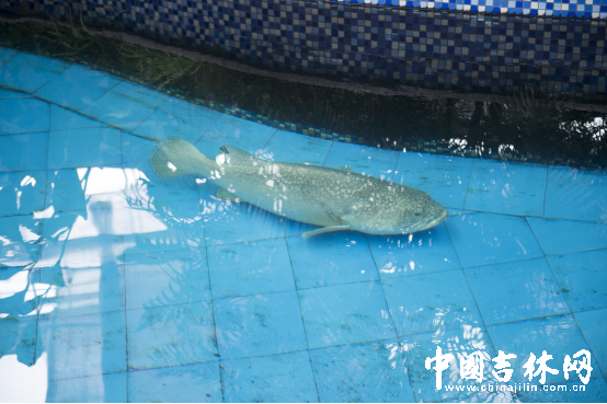 第15届长春农博会8月12日至21日举行 第15届长春农博会8月12日至21日举行