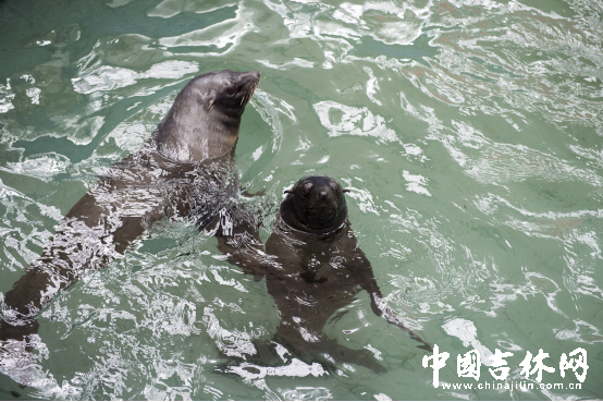 第15届长春农博会8月12日至21日举行 第15届长春农博会8月12日至21日举行