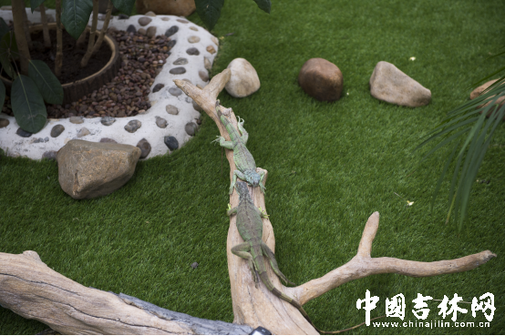 第15届长春农博会8月12日至21日举行 第15届长春农博会8月12日至21日举行