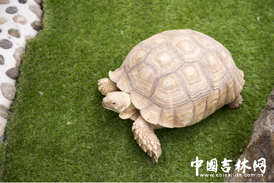 第15届长春农博会8月12日至21日举行 第15届长春农博会8月12日至21日举行