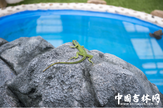 第15届长春农博会8月12日至21日举行 第15届长春农博会8月12日至21日举行