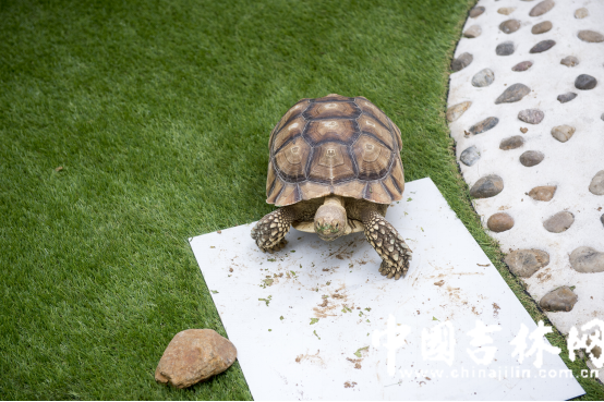 第15届长春农博会8月12日至21日举行 第15届长春农博会8月12日至21日举行