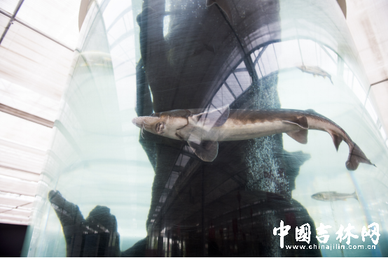 第15届长春农博会8月12日至21日举行 第15届长春农博会8月12日至21日举行