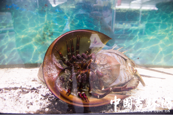 第15届长春农博会8月12日至21日举行 第15届长春农博会8月12日至21日举行