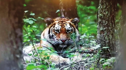 野生东北虎珲春路边当“模特儿”