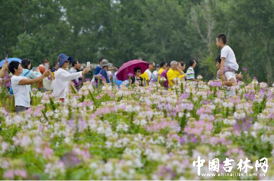 吉林金珠花海休闲农业旅游度假区 吉林金珠花海休闲农业旅游度假区