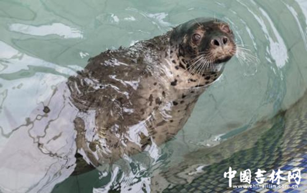 农博园渔业展馆里的斑海豹 农博园渔业展馆里的斑海豹