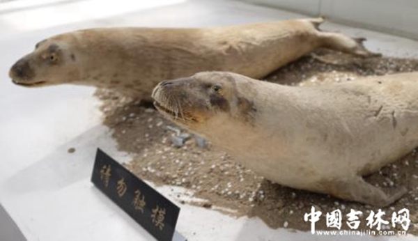农博园渔业展馆里海豹标本 农博园渔业展馆里海豹标本