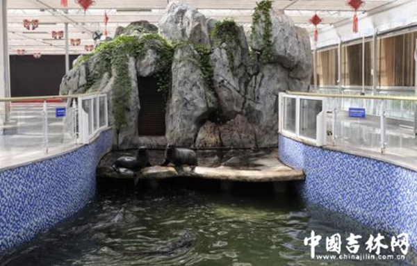 农博园渔业展馆里的南美毛皮海狮 农博园渔业展馆里的南美毛皮海狮